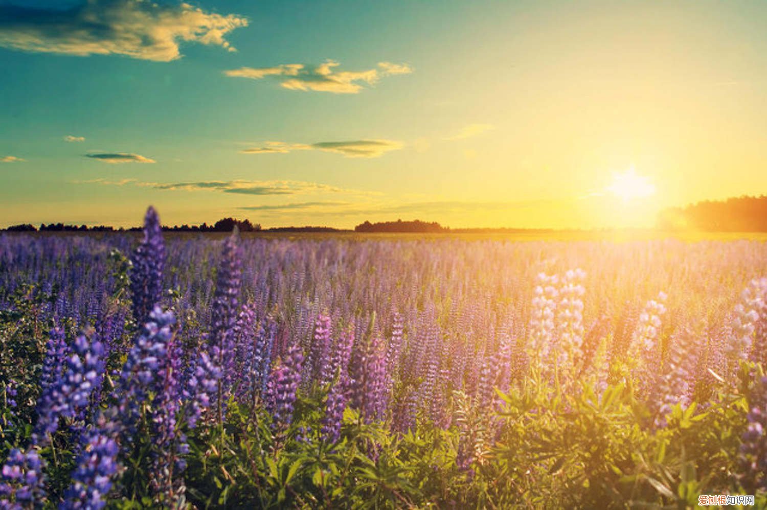 薰衣草种子怎样催芽 薰衣草种子怎么催芽，薰衣草种子要泡吗