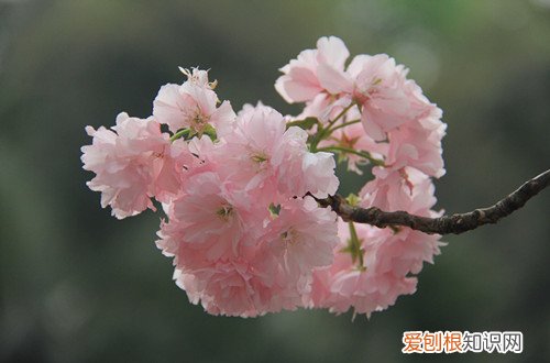 图 樱花开花前要怎么养护 如何让樱花树多开花