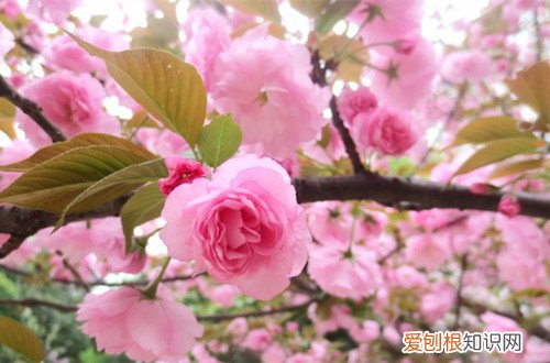 图 樱花开花前要怎么养护 如何让樱花树多开花