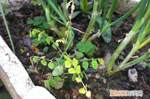 图 杨桃种子能做盆栽吗 杨桃种子怎么种盆栽