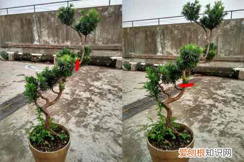 图 雀舌罗汉松如何修剪 雀舌罗汉松的修剪方法和注意事项