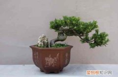 图 雀舌罗汉松如何修剪 雀舌罗汉松的修剪方法和注意事项
