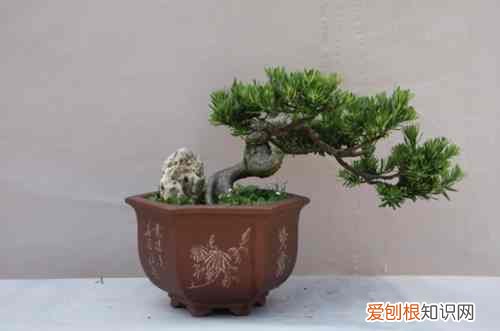 图 雀舌罗汉松如何修剪 雀舌罗汉松的修剪方法和注意事项
