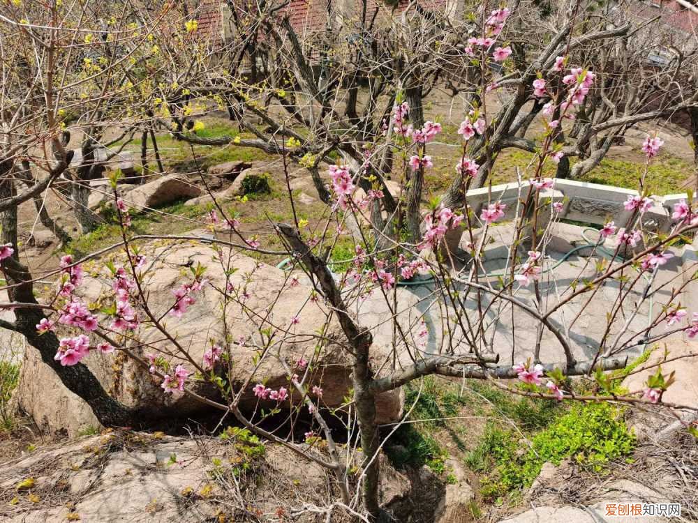 桃花什么时候修剪 桃花修剪什么时间最好，桃花可以重剪吗