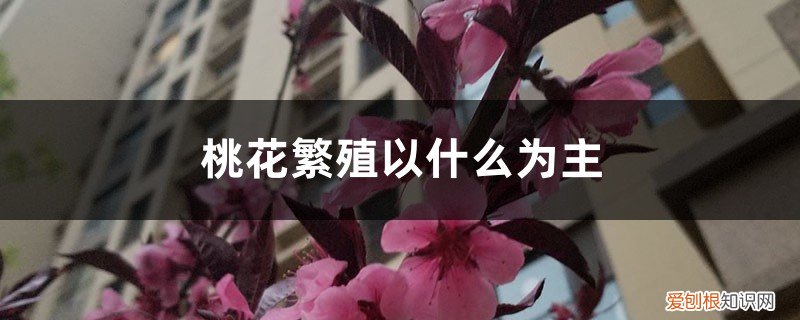 桃花是怎样繁殖的 桃花繁殖以什么为主，桃花的繁殖方式