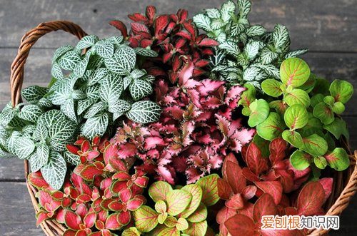 图 网纹草怎么养 网纹草的养殖方法和注意事项