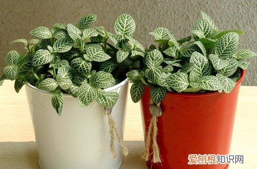 图 网纹草怎么养 网纹草的养殖方法和注意事项