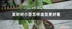 发财树小苗怎么养护 发财树小苗怎样造型更好看，有粘液是怎么回事