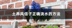 风信子怎么养土培浇水 土养风信子正确浇水的方法，出现积水要处理吗