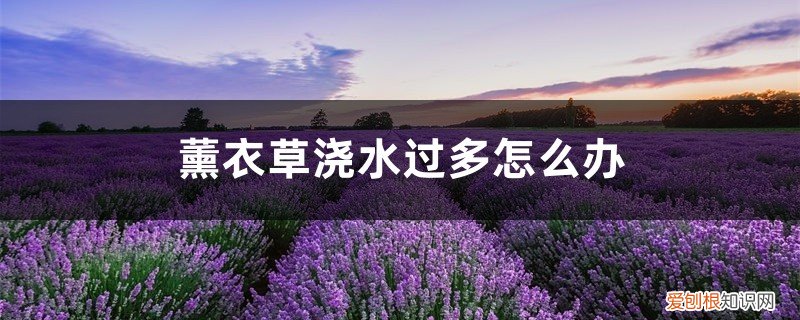 薰衣草夏天怎么浇水 薰衣草浇水过多怎么办，薰衣草多久浇水一次