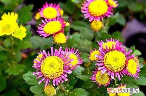 图 女王菊怎么养 女王菊的养殖方法和注意事项