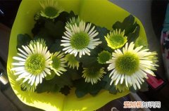 图 女王菊怎么养 女王菊的养殖方法和注意事项
