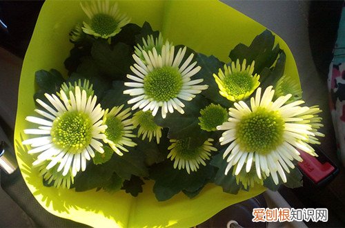 图 女王菊怎么养 女王菊的养殖方法和注意事项