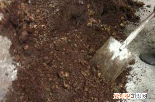 图 芦荟用什么土种最好 养芦荟的土怎么配制