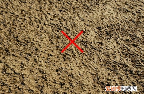 图 芦荟用什么土种最好 养芦荟的土怎么配制