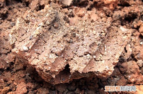 图 芦荟用什么土种最好 养芦荟的土怎么配制