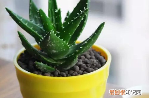 图 芦荟用什么土种最好 养芦荟的土怎么配制