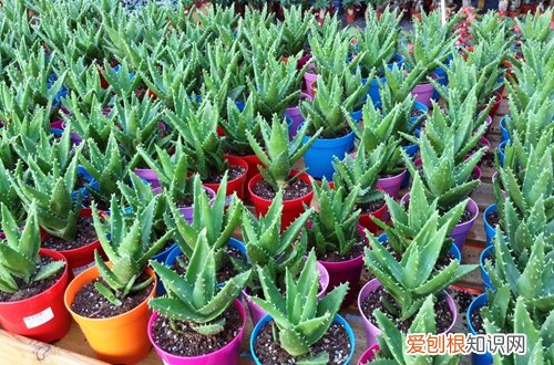 图 芦荟用什么土种最好 养芦荟的土怎么配制