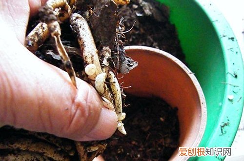 图 君子兰什么时候换土好 君子兰如何换土
