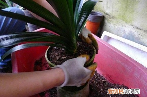 图 君子兰什么时候换土好 君子兰如何换土
