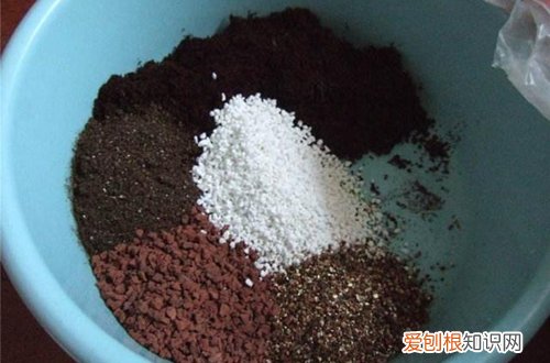 图 君子兰什么时候换土好 君子兰如何换土