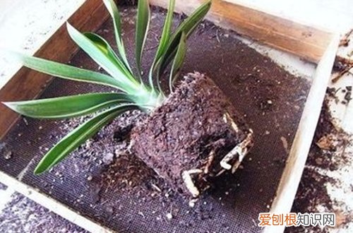 图 君子兰什么时候换土好 君子兰如何换土