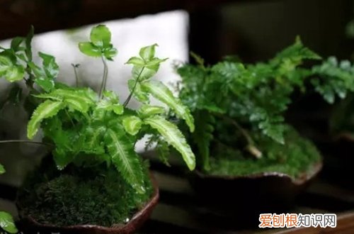 图 哪些花和植物不需要晒太阳(什么花是不用晒太阳的)