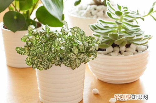 图 网纹草怎么浇水 多久浇一次水