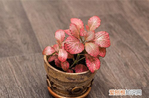 图 网纹草怎么浇水 多久浇一次水