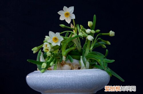 图 球根植物难养吗 球根植物怎么养