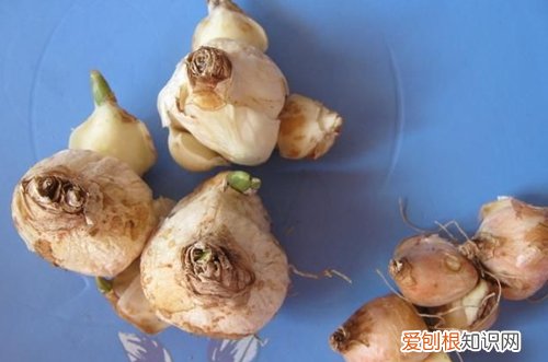 图 球根植物难养吗 球根植物怎么养