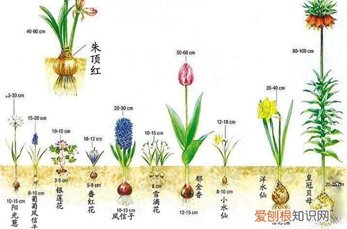 图 球根植物难养吗 球根植物怎么养