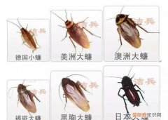 蟑螂在什么情况下会飞