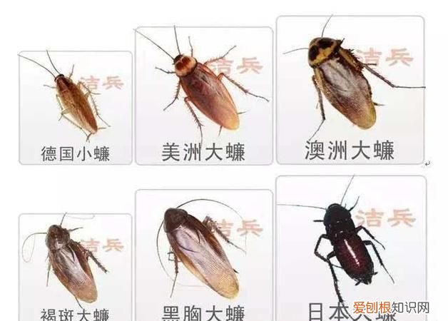 蟑螂在什么情况下会飞