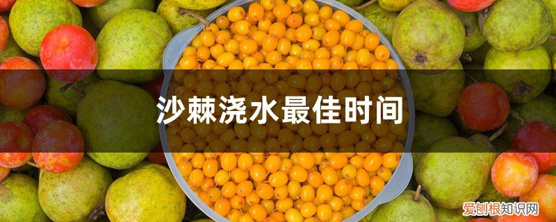刚种上的沙棘树需要浇水吗 沙棘浇水最佳时间，沙棘树多久浇一次水