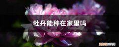 牡丹栽在家里好吗 牡丹能种在家里吗，放家里好不好