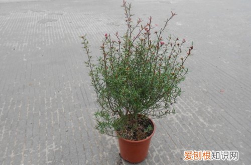 图 松红梅怎么养 松红梅的养殖方法和注意事项