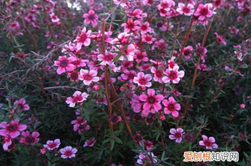 图 松红梅怎么养 松红梅的养殖方法和注意事项