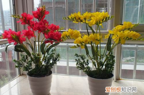 图 香雪兰怎么养 香雪兰的养殖方法和注意事项