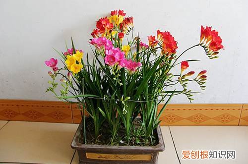 图 香雪兰怎么养 香雪兰的养殖方法和注意事项