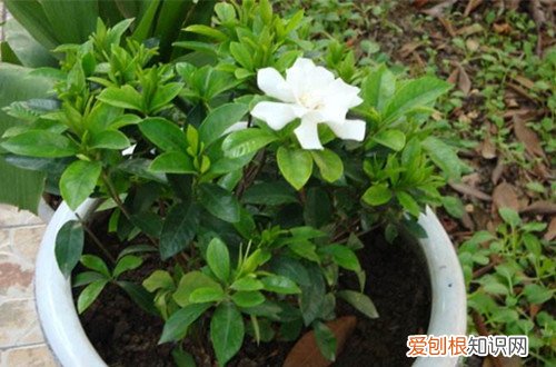 图 栀子花花期什么时候 栀子花花期怎么养护