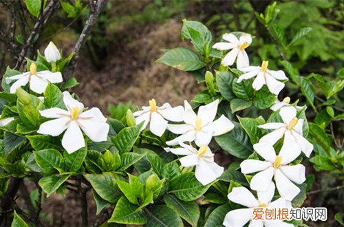 图 栀子花花期什么时候 栀子花花期怎么养护