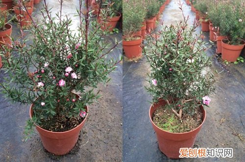 图 松红梅怎么浇水 松红梅多久浇一次水
