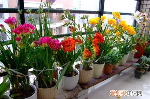 图 香雪兰怎么浇水 香雪兰多久浇一次水