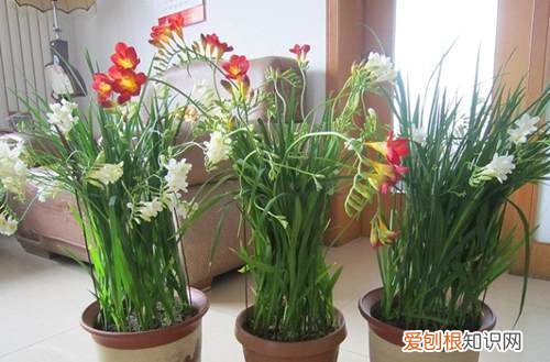 图 香雪兰怎么浇水 香雪兰多久浇一次水