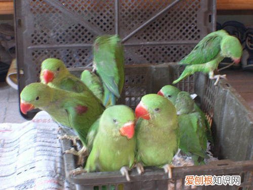 大绯胸鹦鹉和亚历山大哪个好，亚历山大鹦鹉吧