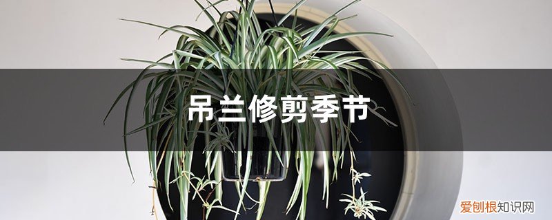 什么时候修剪吊兰叶子 吊兰修剪季节，修剪后多久能发芽