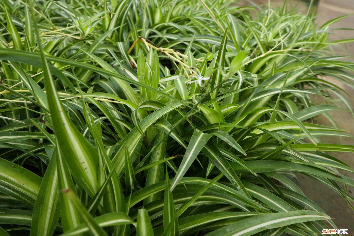 什么时候修剪吊兰叶子 吊兰修剪季节，修剪后多久能发芽
