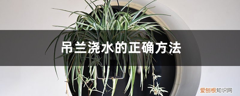 夏天吊兰水浇多了怎么办 吊兰浇水的正确方法,吊兰水浇多了怎么办