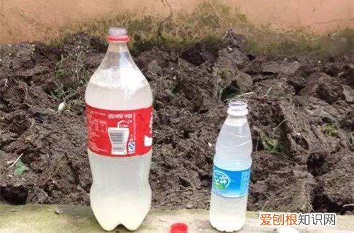 图 淘米水自制水培营养液方法 简单实用效果比买的好